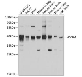 Western Blot - Anti-TRC40 Antibody (A14455) - Antibodies.com