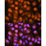 Immunofluorescence - Anti-TRC40 Antibody (A14455) - Antibodies.com