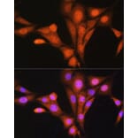 Immunofluorescence - Anti-TRC40 Antibody (A14455) - Antibodies.com