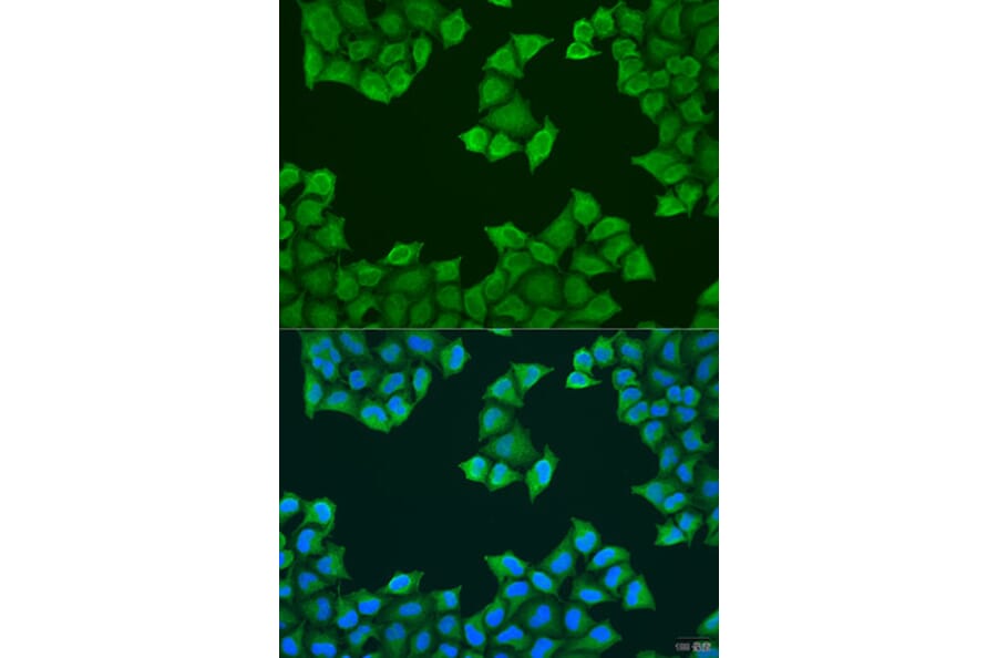 Immunofluorescence - Anti-ATP5J Antibody (A14457) - Antibodies.com