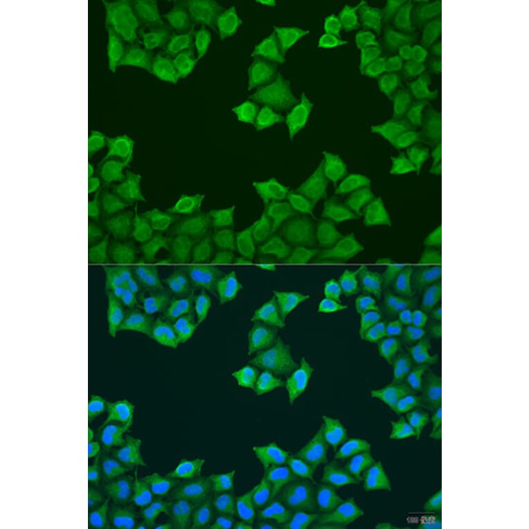 Immunofluorescence - Anti-ATP5J Antibody (A14457) - Antibodies.com