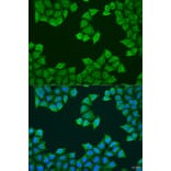 Immunofluorescence - Anti-ATP5J Antibody (A14457) - Antibodies.com