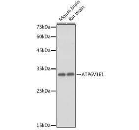 Western Blot - Anti-ATP6V1E1 Antibody (A14458) - Antibodies.com
