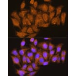 Immunofluorescence - Anti-ATP6V1E1 Antibody (A14458) - Antibodies.com