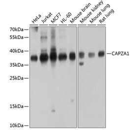 Western Blot - Anti-CAPZA1 Antibody (A14460) - Antibodies.com