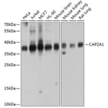 Western Blot - Anti-CAPZA1 Antibody (A14460) - Antibodies.com