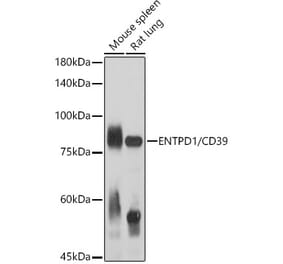 Western Blot - Anti-CD39 Antibody (A14461) - Antibodies.com