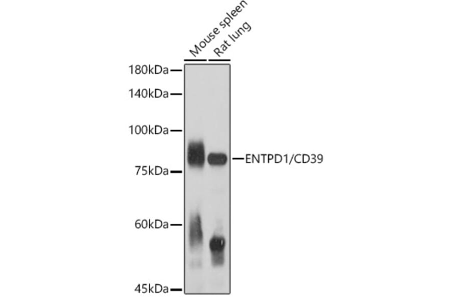 Western Blot - Anti-CD39 Antibody (A14461) - Antibodies.com