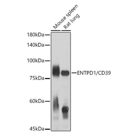 Western Blot - Anti-CD39 Antibody (A14461) - Antibodies.com