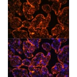 Immunofluorescence - Anti-CD39 Antibody (A14461) - Antibodies.com