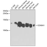 Western Blot - Anti-COX6A1 Antibody (A14466) - Antibodies.com