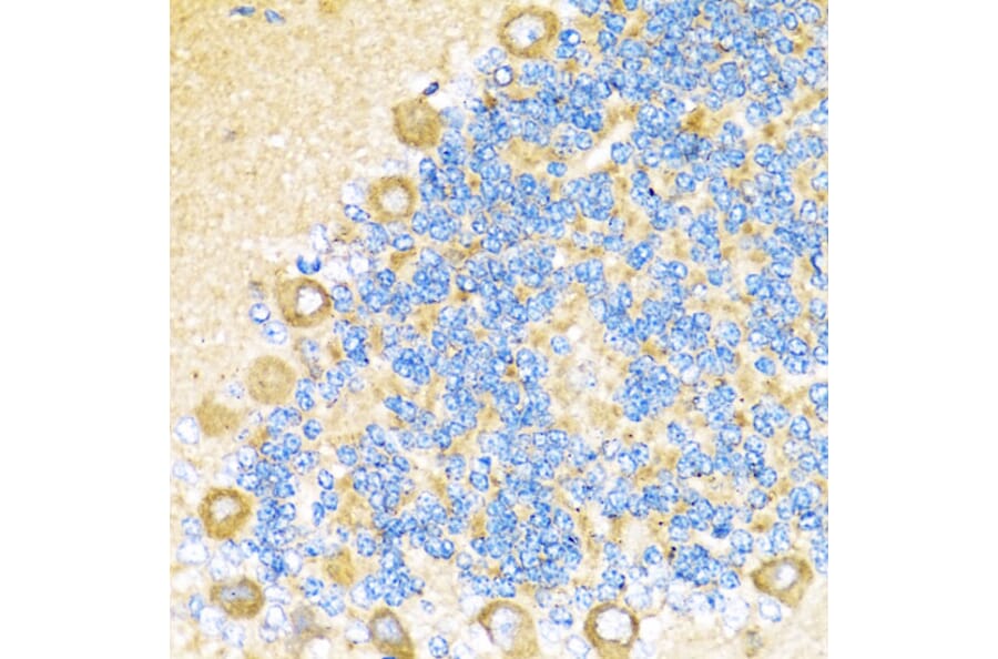 Immunohistochemistry - Anti-COX6A1 Antibody (A14466) - Antibodies.com