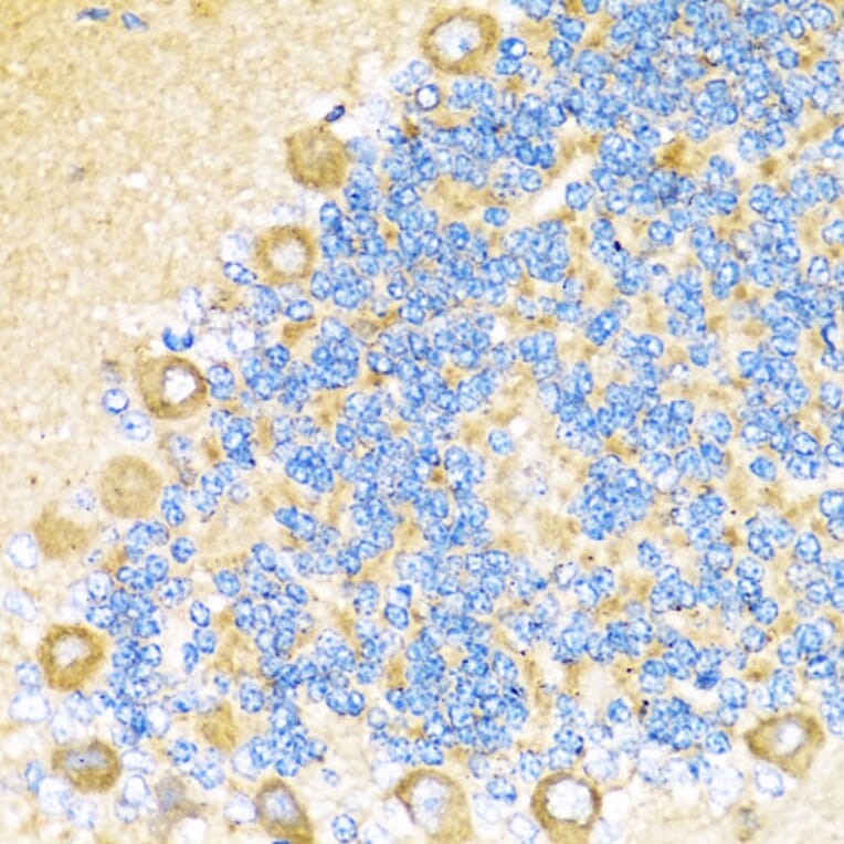 Immunohistochemistry - Anti-COX6A1 Antibody (A14466) - Antibodies.com
