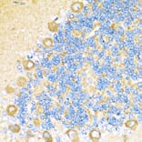 Immunohistochemistry - Anti-COX6A1 Antibody (A14466) - Antibodies.com