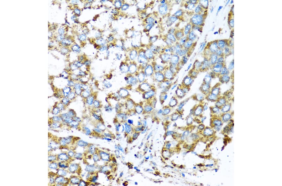 Immunohistochemistry - Anti-COX6A1 Antibody (A14466) - Antibodies.com