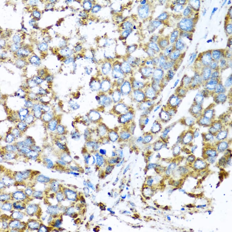 Immunohistochemistry - Anti-COX6A1 Antibody (A14466) - Antibodies.com