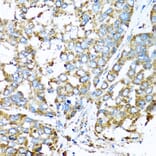 Immunohistochemistry - Anti-COX6A1 Antibody (A14466) - Antibodies.com