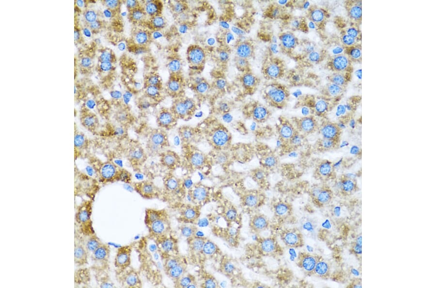 Immunohistochemistry - Anti-COX6A1 Antibody (A14466) - Antibodies.com