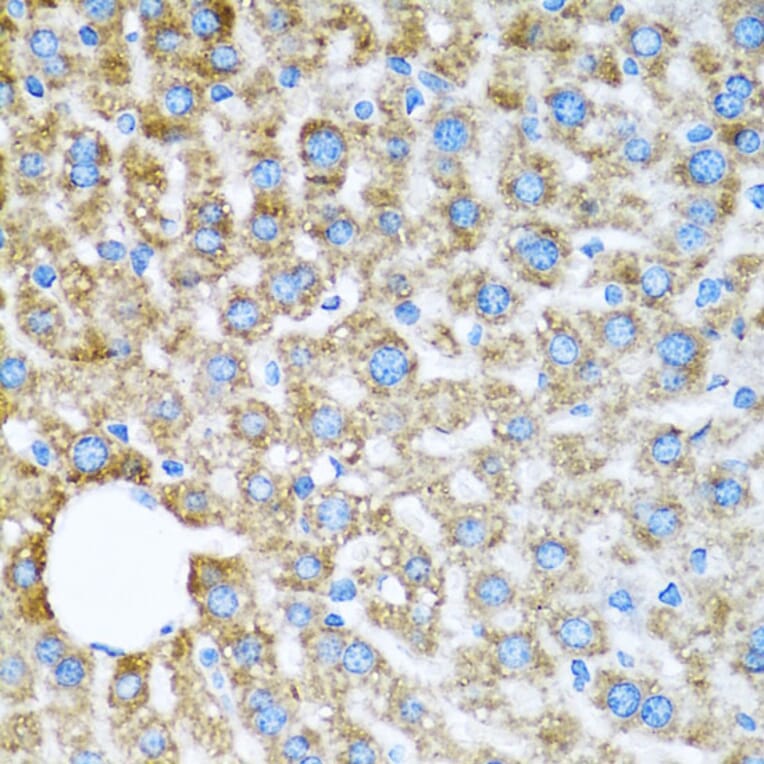 Immunohistochemistry - Anti-COX6A1 Antibody (A14466) - Antibodies.com