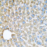 Immunohistochemistry - Anti-COX6A1 Antibody (A14466) - Antibodies.com