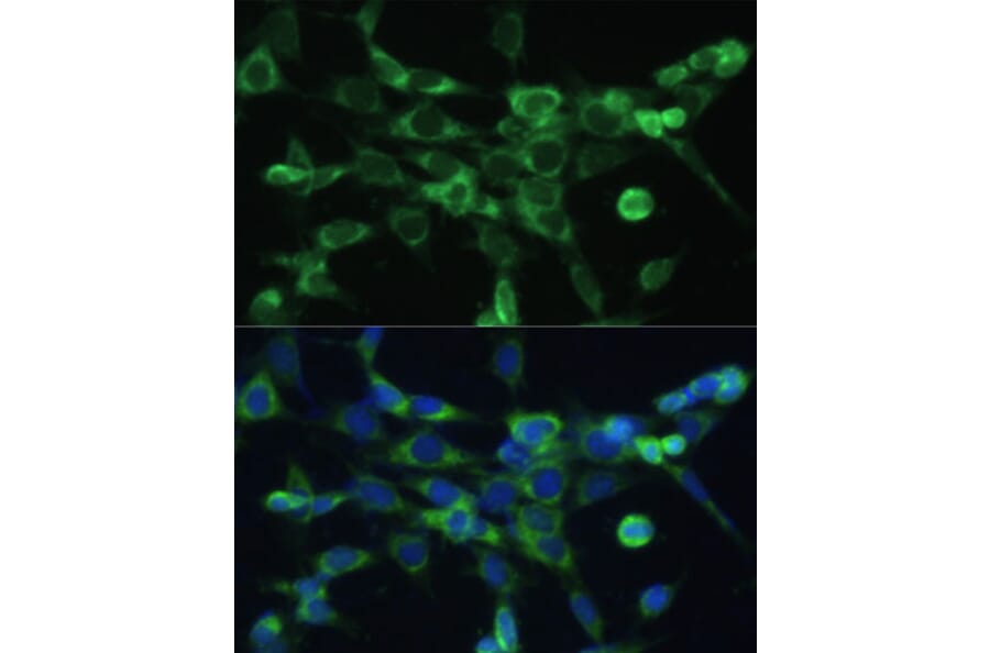 Immunofluorescence - Anti-COX6A1 Antibody (A14466) - Antibodies.com
