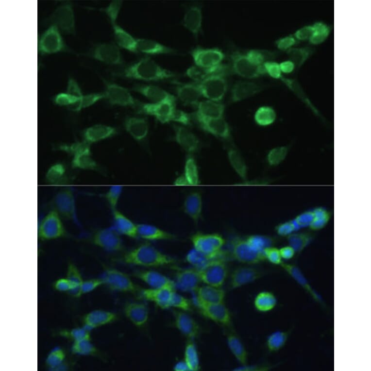 Immunofluorescence - Anti-COX6A1 Antibody (A14466) - Antibodies.com