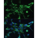 Immunofluorescence - Anti-COX6A1 Antibody (A14466) - Antibodies.com