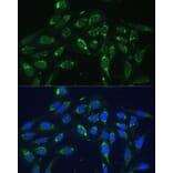 Immunofluorescence - Anti-COX6A1 Antibody (A14466) - Antibodies.com