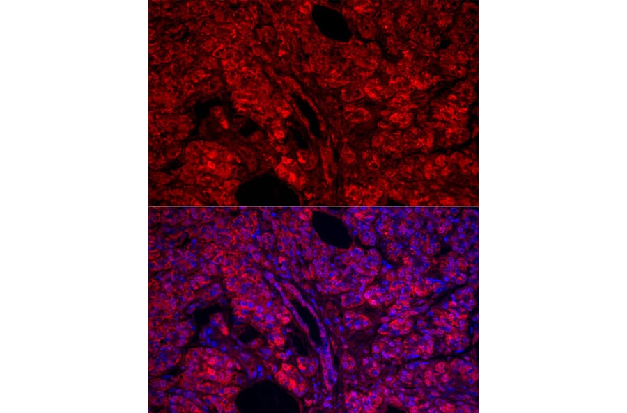 Immunofluorescence - Anti-Carboxypeptidase A Antibody (A14467) - Antibodies.com
