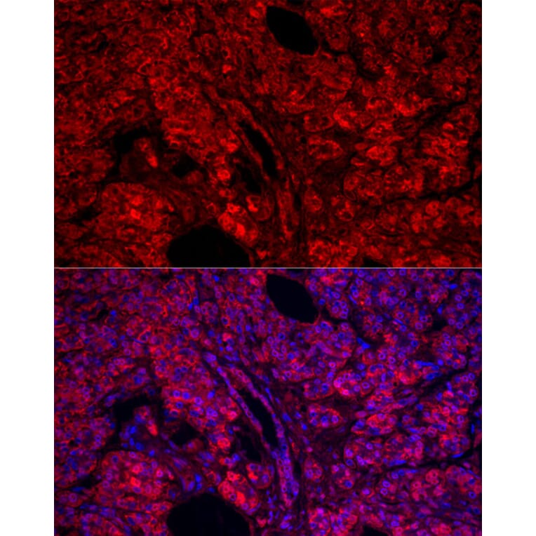 Immunofluorescence - Anti-Carboxypeptidase A Antibody (A14467) - Antibodies.com