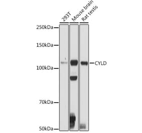 Western Blot - Anti-CYLD Antibody (A14469) - Antibodies.com