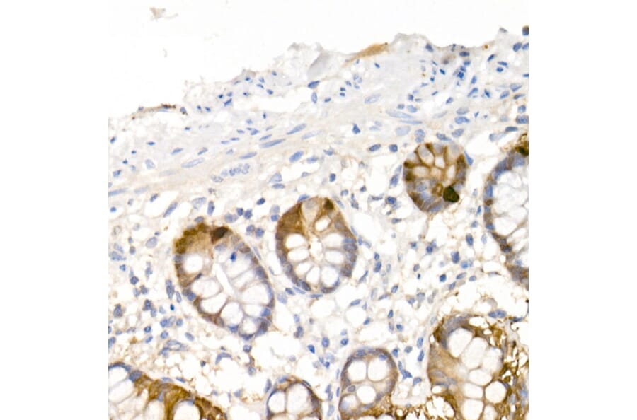 Immunohistochemistry - Anti-DOPA Decarboxylase/DDC Antibody (A14470) - Antibodies.com