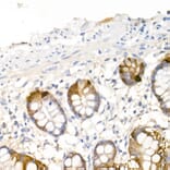 Immunohistochemistry - Anti-DOPA Decarboxylase/DDC Antibody (A14470) - Antibodies.com