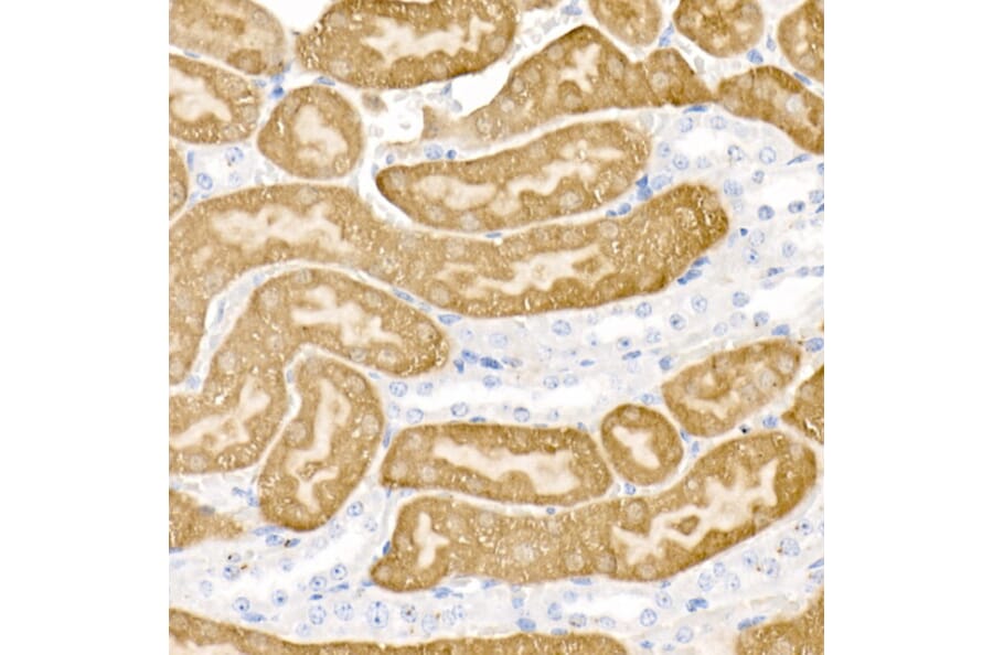 Immunohistochemistry - Anti-DOPA Decarboxylase/DDC Antibody (A14470) - Antibodies.com