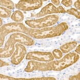 Immunohistochemistry - Anti-DOPA Decarboxylase/DDC Antibody (A14470) - Antibodies.com