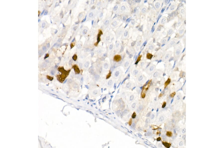Immunohistochemistry - Anti-DOPA Decarboxylase/DDC Antibody (A14470) - Antibodies.com