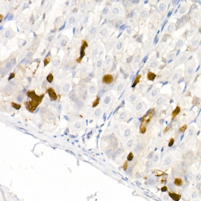Immunohistochemistry - Anti-DOPA Decarboxylase/DDC Antibody (A14470) - Antibodies.com
