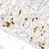 Immunohistochemistry - Anti-DOPA Decarboxylase/DDC Antibody (A14470) - Antibodies.com