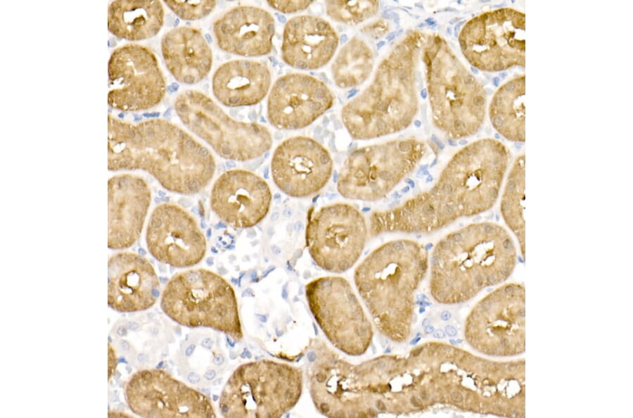 Immunohistochemistry - Anti-DOPA Decarboxylase/DDC Antibody (A14470) - Antibodies.com