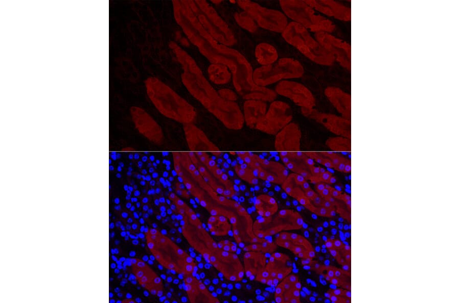Immunofluorescence - Anti-DOPA Decarboxylase/DDC Antibody (A14470) - Antibodies.com