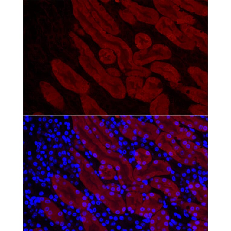 Immunofluorescence - Anti-DOPA Decarboxylase/DDC Antibody (A14470) - Antibodies.com