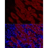 Immunofluorescence - Anti-DOPA Decarboxylase/DDC Antibody (A14470) - Antibodies.com