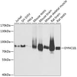Western Blot - Anti-Cytoplasmic Dynein Intermediate chain Antibody (A14471) - Antibodies.com