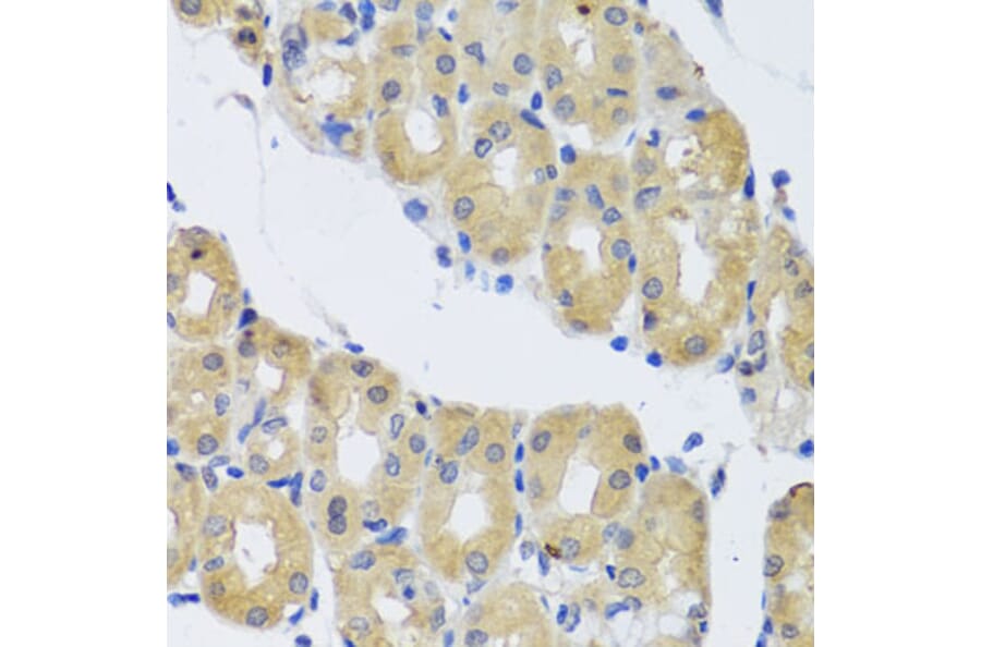 Immunohistochemistry - Anti-Cytoplasmic Dynein Intermediate chain Antibody (A14471) - Antibodies.com