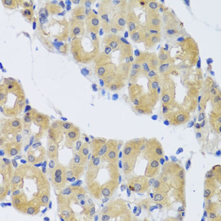 Immunohistochemistry - Anti-Cytoplasmic Dynein Intermediate chain Antibody (A14471) - Antibodies.com
