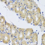 Immunohistochemistry - Anti-Cytoplasmic Dynein Intermediate chain Antibody (A14471) - Antibodies.com