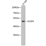 Western Blot - Anti-DUSP4 Antibody (A3838) - Antibodies.com