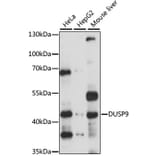 Western Blot - Anti-DUSP9 Antibody (A14474) - Antibodies.com