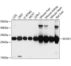 Western Blot - Anti-ECHS1 Antibody (A14476) - Antibodies.com