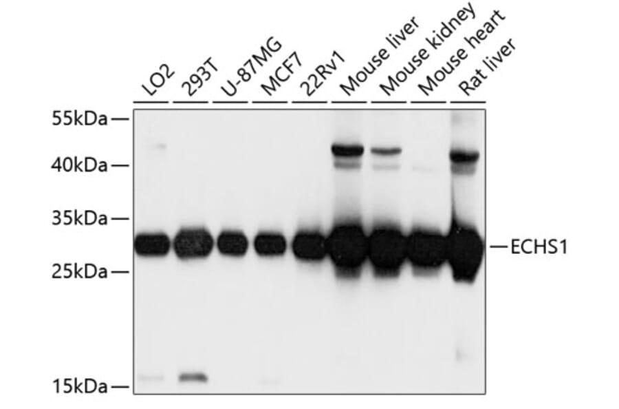 Western Blot - Anti-ECHS1 Antibody (A14476) - Antibodies.com